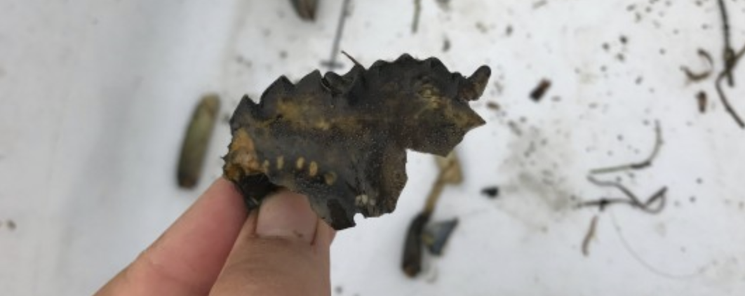 Evidence of predation on European Green Crab from Padilla Bay