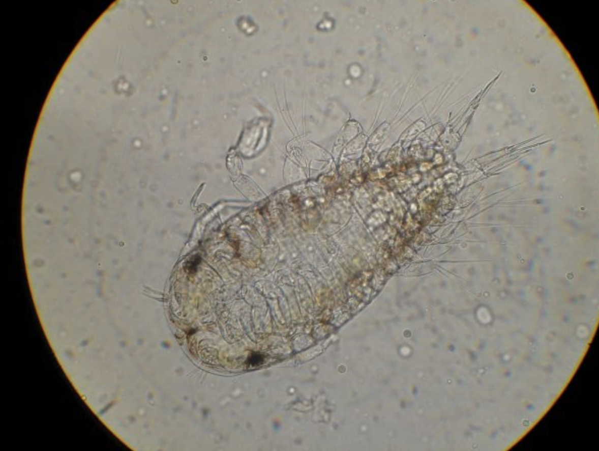 protocol-in-focus-heor-parasites-close