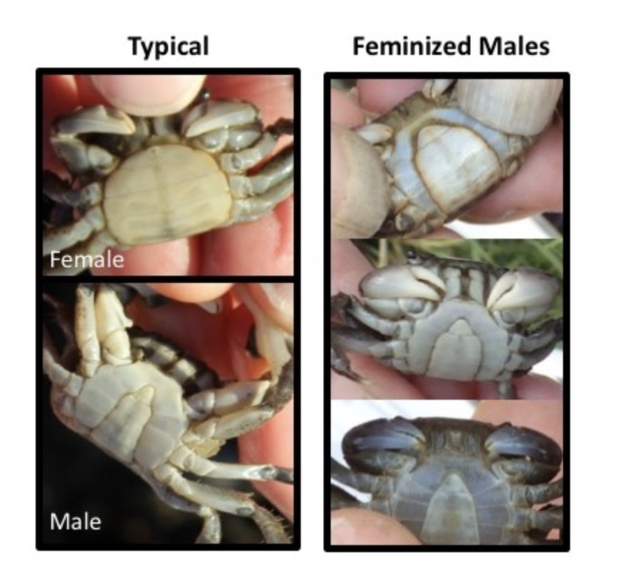 protocol-in-focus-heor-parasites-comparison