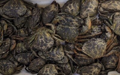 Green Crab Hydra Effect