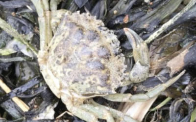 A slow start to the 2020 Green Crab season