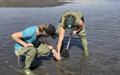 2020 Salish Sea Green Crab update