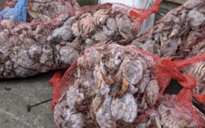 Coastal Green Crab captures increased in 2021