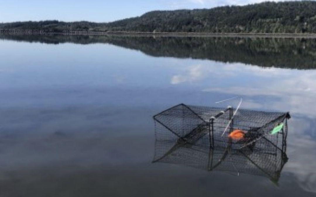 2022 European Green Crab wrap up: inland sites