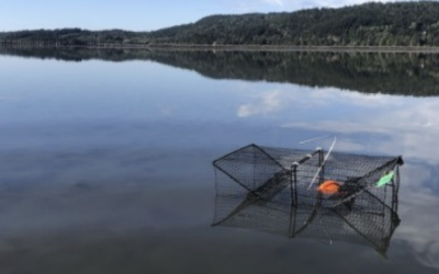 2022 European Green Crab wrap up: inland sites