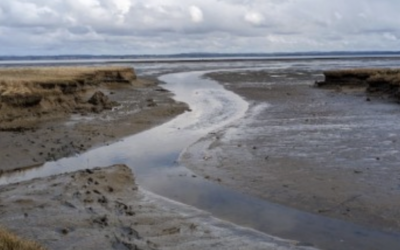 2023 Green Crab status summary: part 2 (coast)