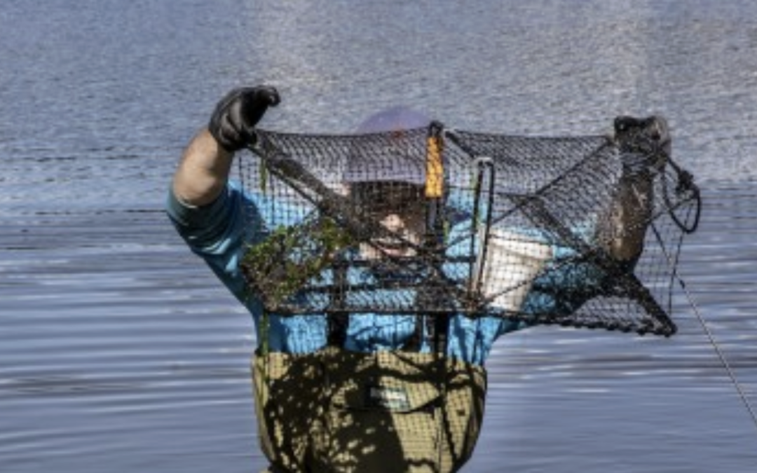 2023 Green Crab status summary: part 1 (inland)