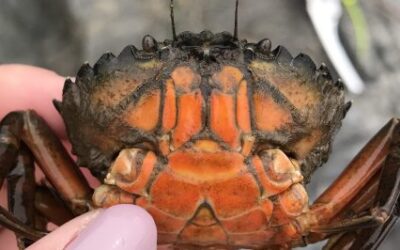 Green Crab Limb Loss