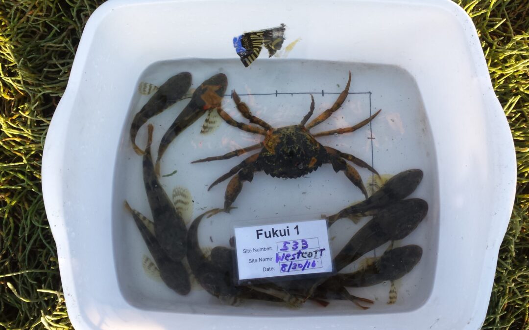 First sighting of European green crab in inland Washington confirmed