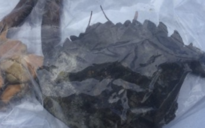 New detection of European green crab in Bellingham