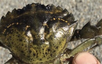 Green Crab Larvae Movement