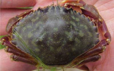 Graceful Crabs
