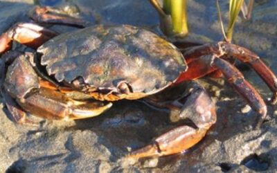 Green Crab Coloration