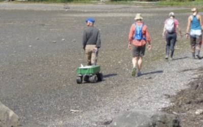 Monitors capture their first in green crab in Chuckanut Bay