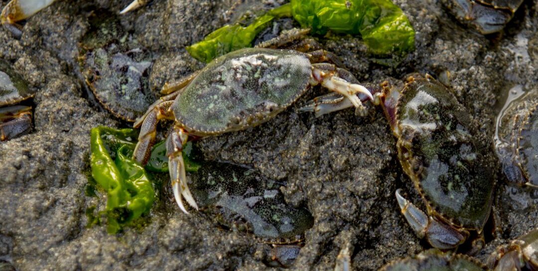 Dungeness Crabs