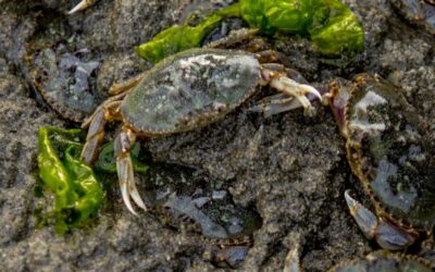 Dungeness Crabs