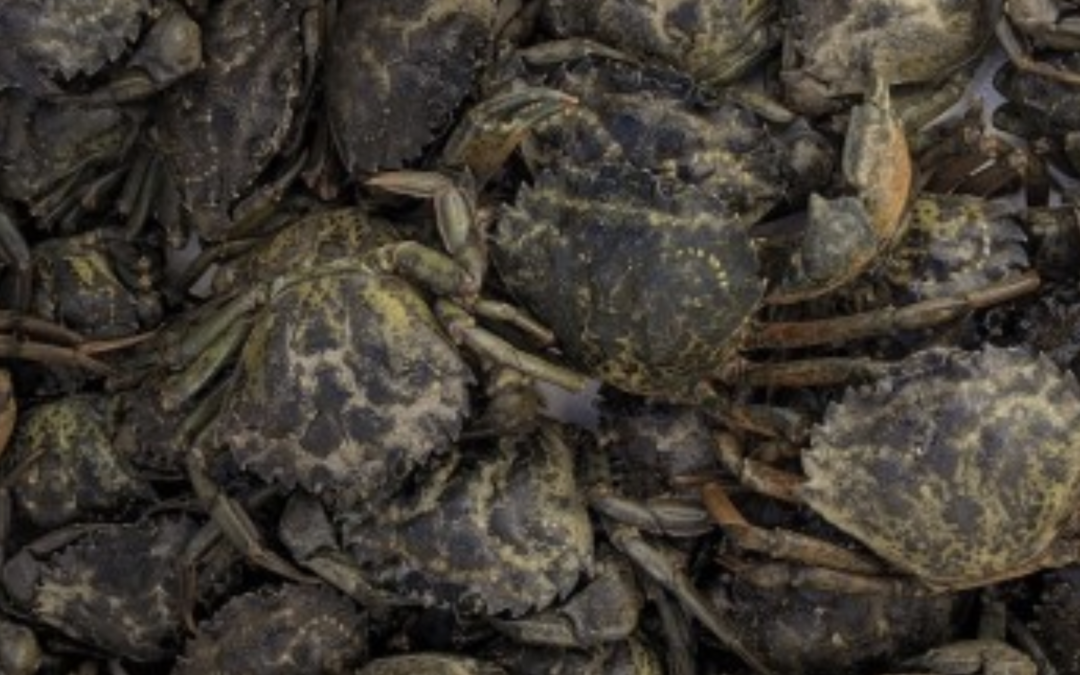 2020 Coastal Green Crab update