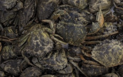 2020 Coastal Green Crab update