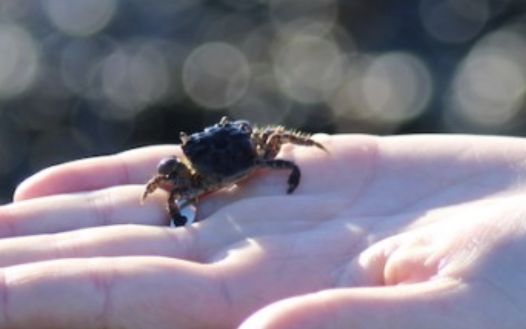 Crab Team and COVID-19