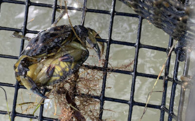 Green Crab Reproduction