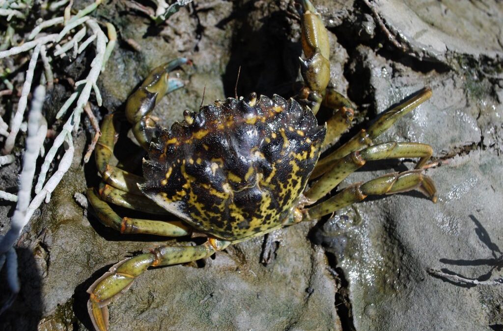 Green Crab Predatory Behavior