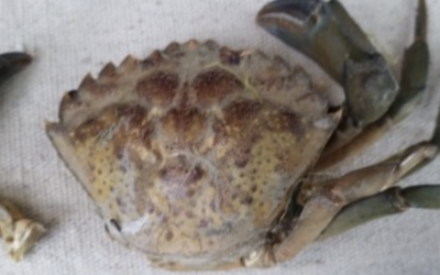 Detection of European Green Crab in Drayton Harbor