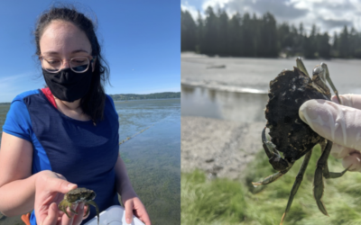 Completing the first year of a collaborative removal effort at Drayton Harbor