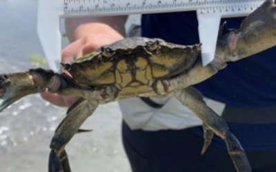 Launching collaborative Green Crab management in Drayton Harbor (part 2)