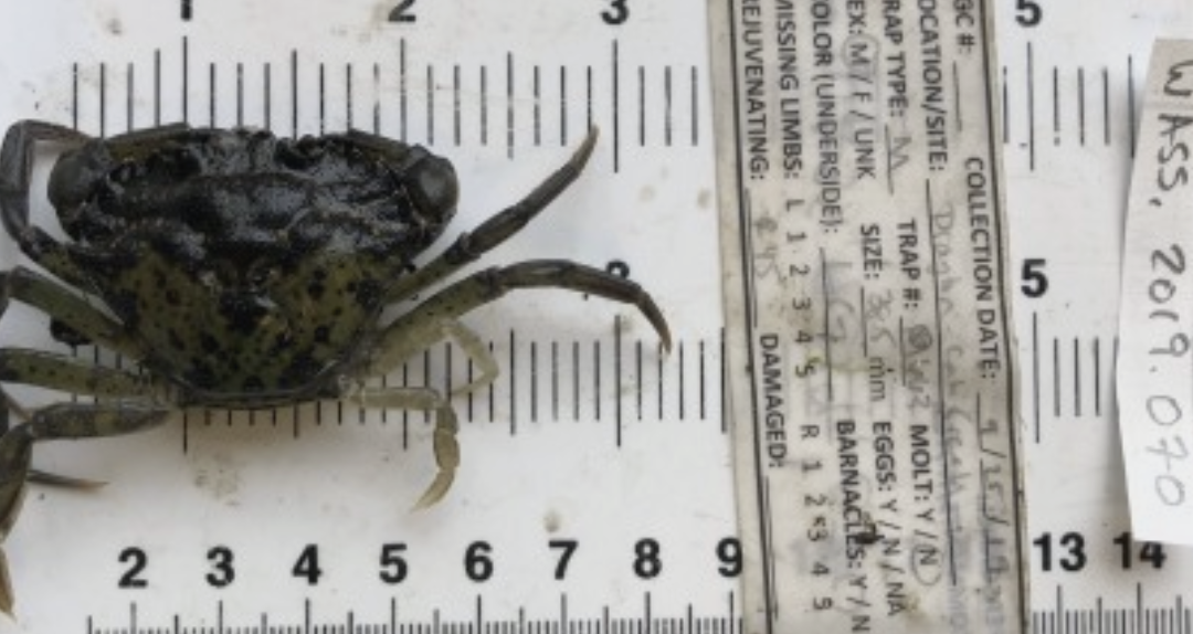 Invasive Green Crabs found at Drayton Harbor
