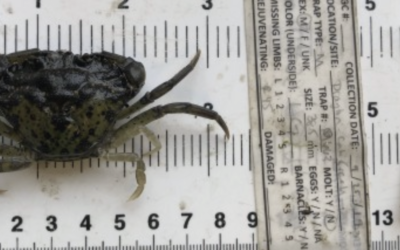 Invasive Green Crabs found at Drayton Harbor