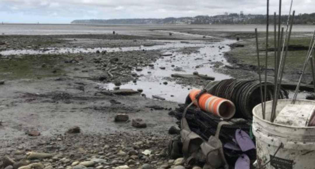 Launching collaborative Green Crab management in Drayton Harbor (part 1)