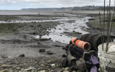 Launching collaborative Green Crab management in Drayton Harbor (part 1)