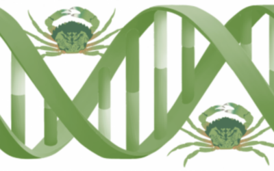 Environmental DNA (Part 4): The Vashon Island Mystery