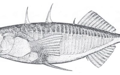 Three-spined Sticklebacks