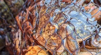 Crab Tiling: Can Artificial Structure Help Remove Green Crabs?