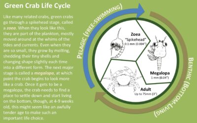 Green Crab Life Cycle