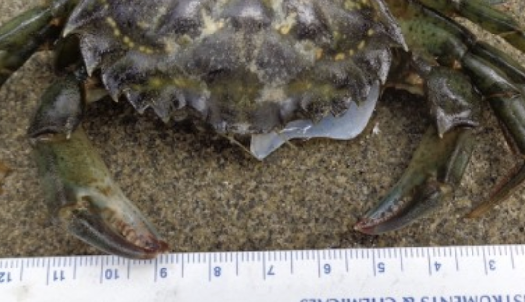 Protocol in Focus: Why do we measure European green crabs?