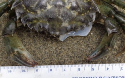 Protocol in Focus: Why do we measure European green crabs?