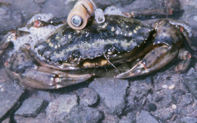 Green Crab Migration