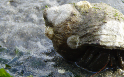 Hermit Crabs