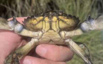 In the nick of time? An early detection and rapid assessment in Hood Canal