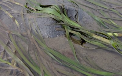 Green Crab Impacts on Eelgrass