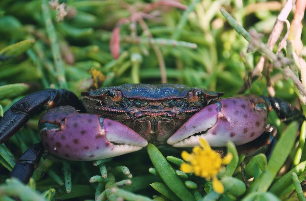 Purple Shore Crabs