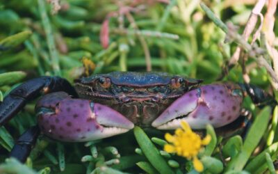 Purple Shore Crabs