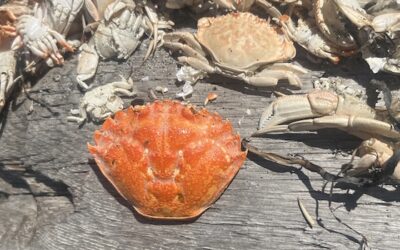 First detections of highly invasive European green crab on Orcas Island
