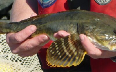 Staghorn Sculpins