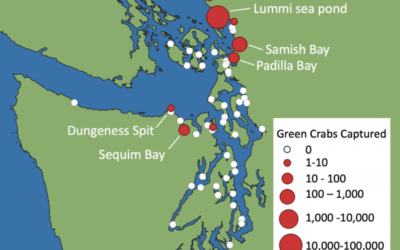 What does the invasion at Lummi mean for the Salish Sea?