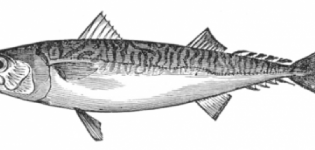 Protocol In Focus: Why do we use mackerel as bait?