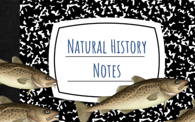 Natural History Notes: Pacific Tomcod