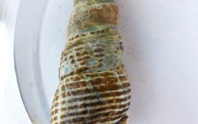 Batillaria
